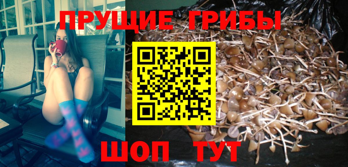 Казань  Галлюциногенные грибы Psilocybe  Вход с VPN 